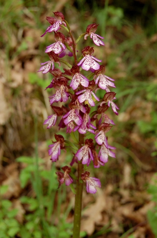 A caccia di orchidee tra i boschi dell''Appennino laziale